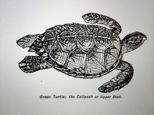 Green Turtle Image